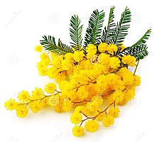 Mimose