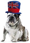 englishdog